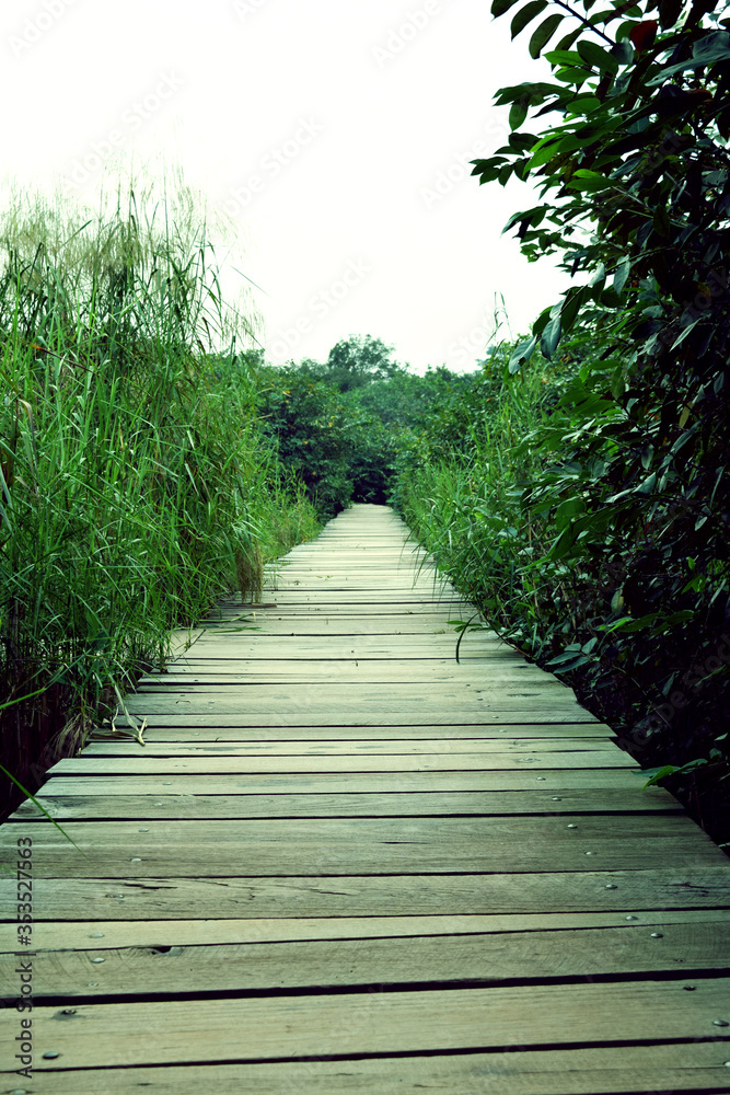 Wooden pathway into a forest. Wetland park in Sri Lanka Wooden pathway into a forest. Wetland park in Sri Lanka