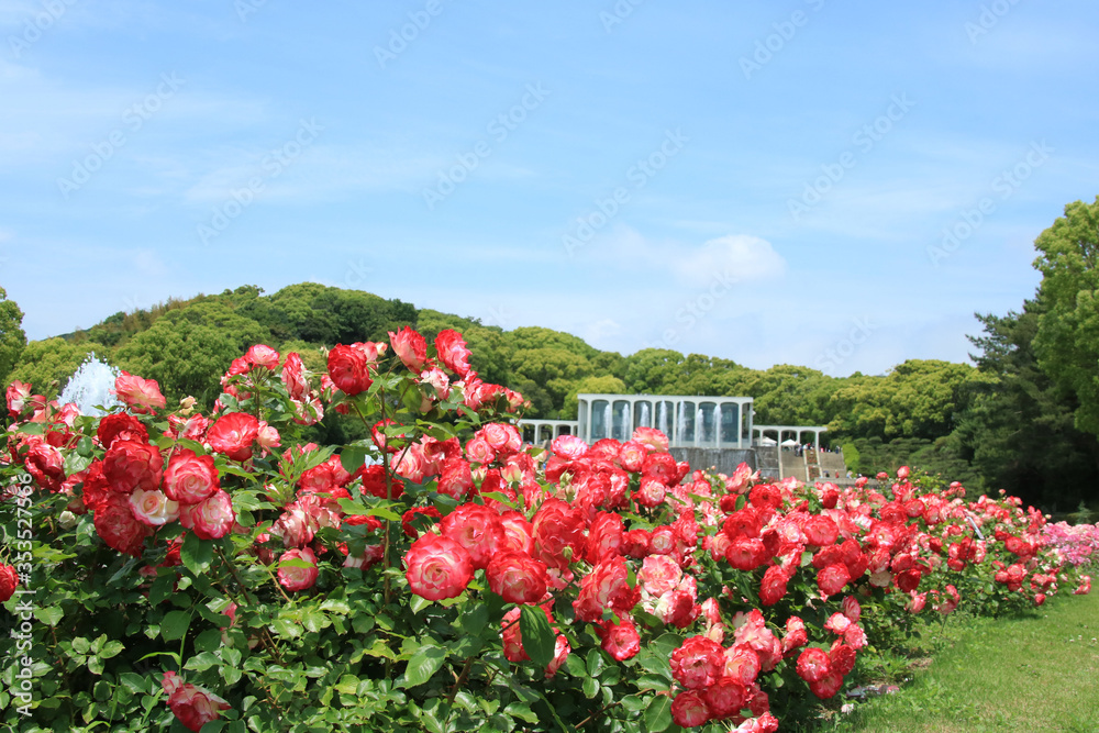 赤いバラがきれいな須磨離宮公園【5月】
