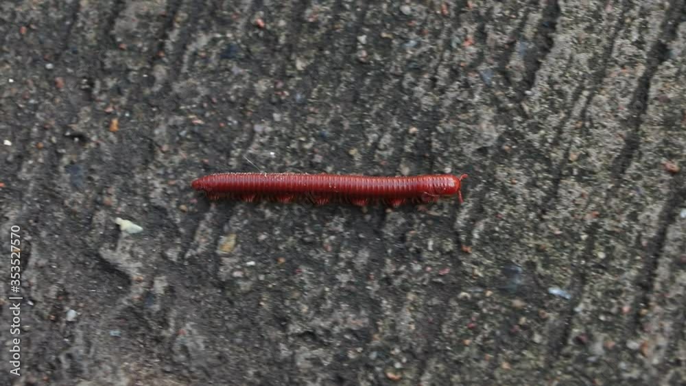 Red big millipedes walking on the road Red big millipedes walking on the road