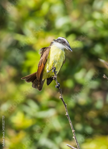 great kiskadee flycatcher bird