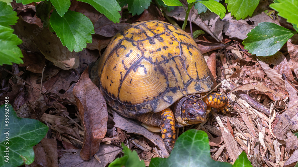 Eastern Box Turtle