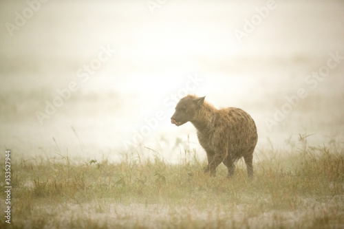 Hyena in Heavy rain  Masai Mara