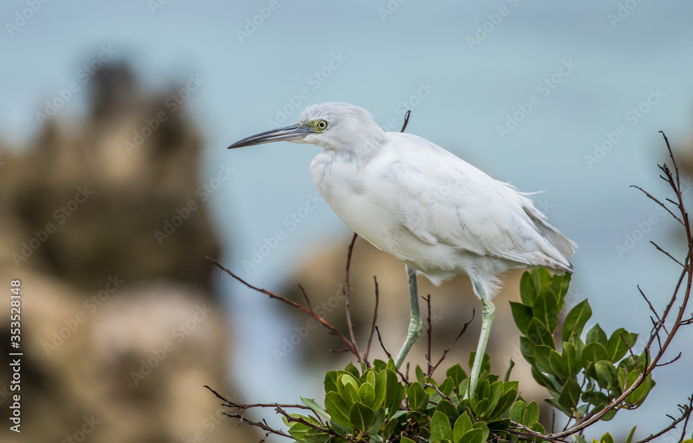 immature little blue heron fishing 