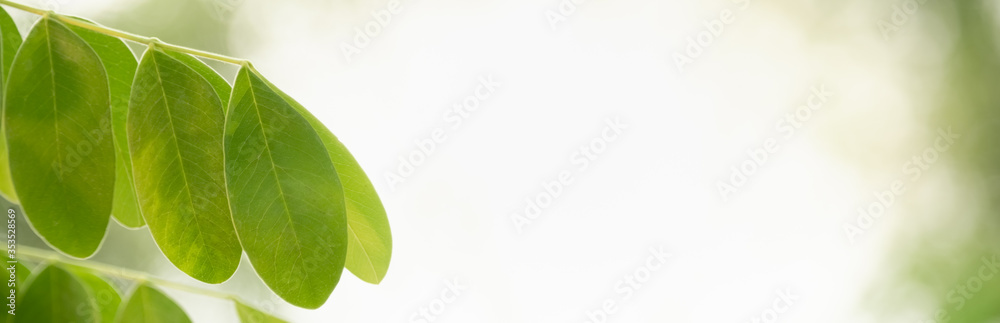Obraz premium Closeup beautiful attractive nature view of green leaf on blurred greenery background in garden with copy space using as background natural green plants landscape, ecology, fresh cover concept.