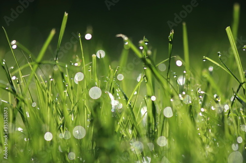 Green grass with dew on top