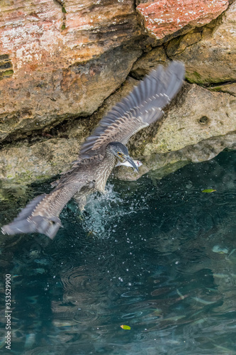 striated green heron fishing from shore