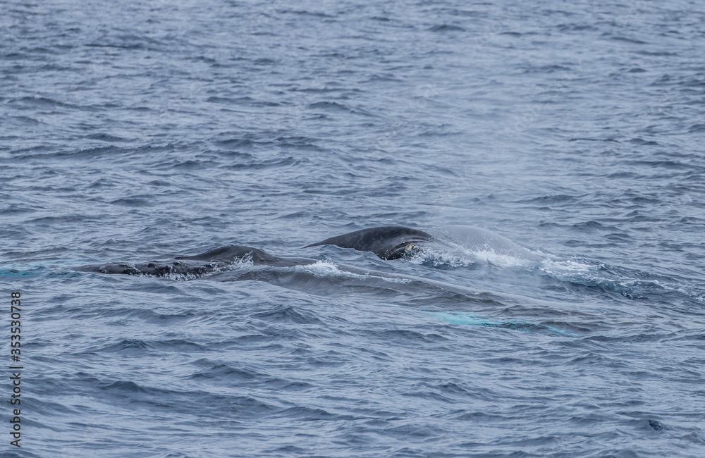 humpback whale swimming humpback whale swimming