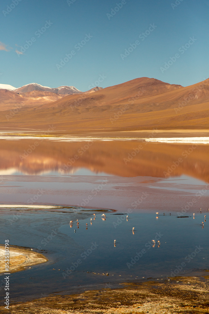 Flock of Pink Flamingos in a Blue Lagoon with the Reflection of Mountain and Blue Sky
