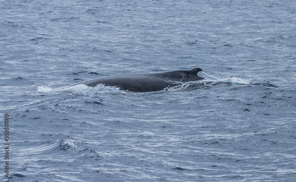 humpback whale watching in Atlantic Ocean humpback whale watching in Atlantic Ocean