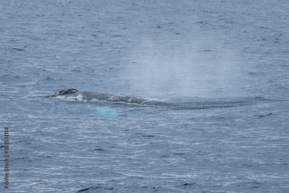 Obraz premium humpback whale watching in Atlantic Ocean