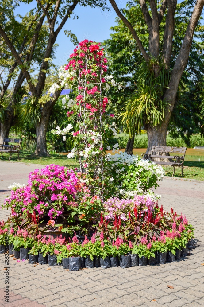 Obraz premium pink Bougainvillea flower in nature garden