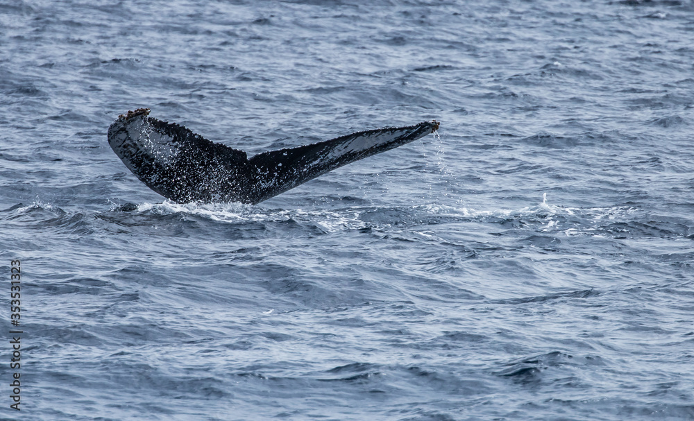 Fototapeta premium humpback whale watching in Atlantic Ocean