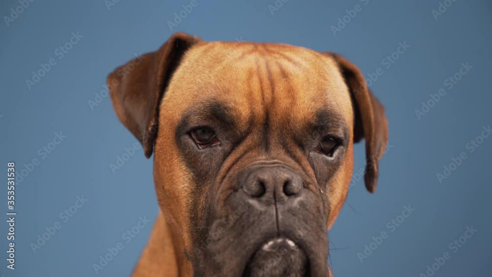 Boxer dog in the photo studio on blue background Boxer dog in the photo studio on blue background