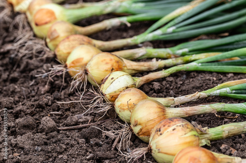 Harvest of fresh ripe organic pesticide free onion on the ground. photo