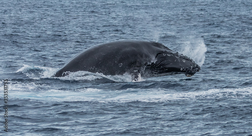 humpback whale watching in Atlantic Ocean
