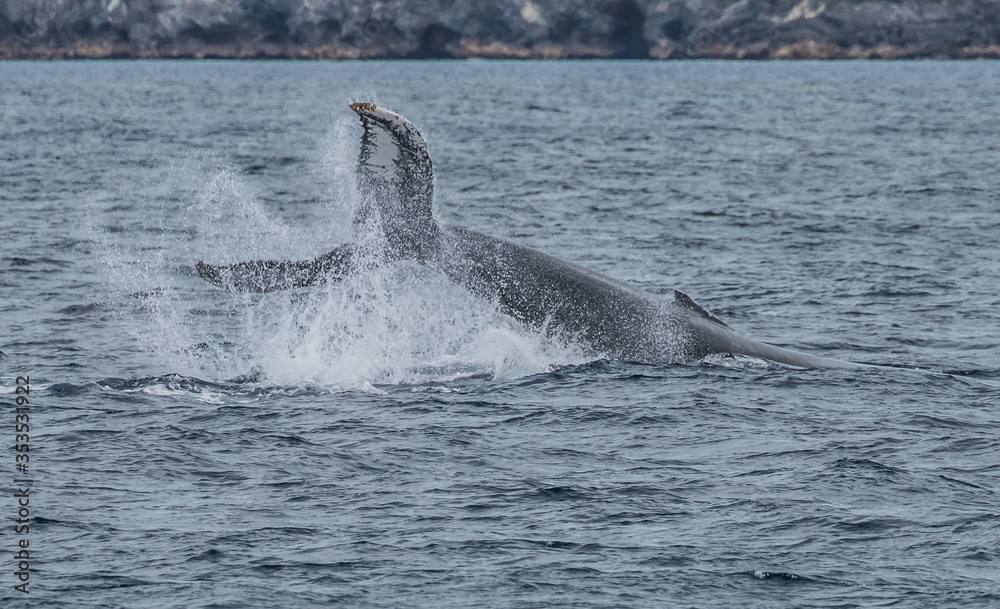 Fototapeta premium humpback whale watching in Atlantic Ocean