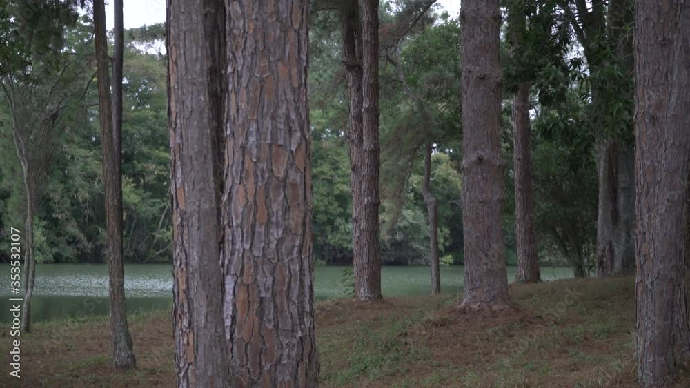 trees in the woods tree lake nature flowers and nature at the house in quarantine time at sunset trees in the woods tree lake nature flowers and nature at the house in quarantine time at sunset