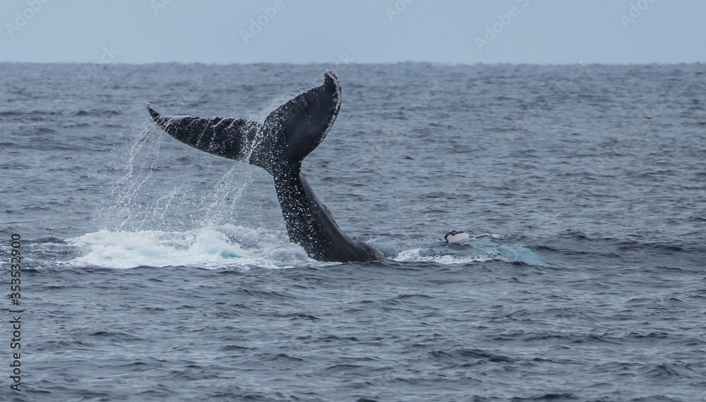 Fototapeta premium humpback whale watching in Atlantic Ocean