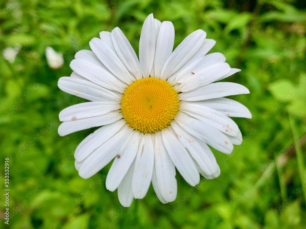 Fototapeta premium white daisy flower