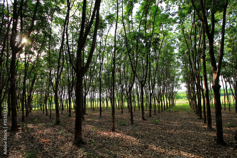 Land scape of India rubber tree plantation are growing in the farm. Land scape of India rubber tree plantation are growing in the farm.