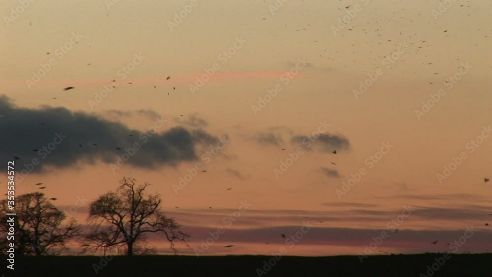 Crows in golden light flying in their thousands in the sky rural England UK Crows in golden light flying in their thousands in the sky rural England UK