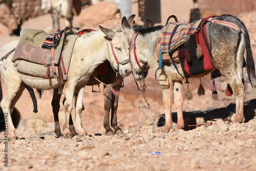 Donkeys working as transport and pack animals in Petra  Jordan. Persistent animals used to transport tourists around the ancient Nabatean city in the mountains.