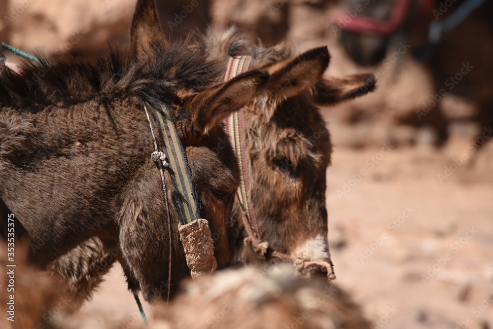 Donkeys working as transport and pack animals in Petra, Jordan. Persistent animals used to transport tourists around the ancient Nabatean city in the mountains. Donkeys working as transport and pack animals in Petra, Jordan. Persistent animals used to transport tourists around the ancient Nabatean city in the mountains.