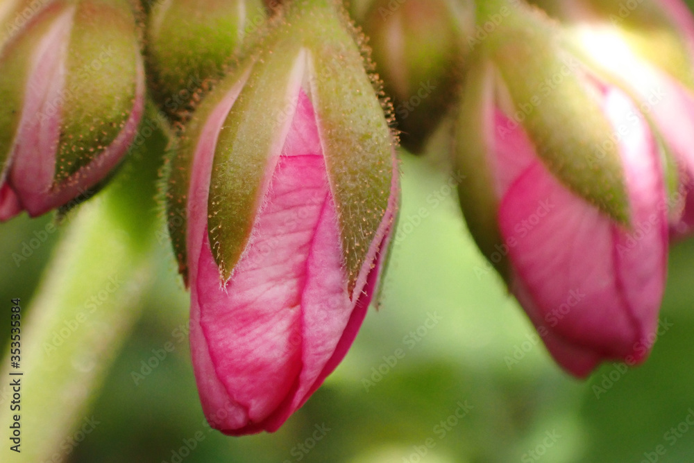 Geranium flower buds close-up.Geranium flower buds close-up on a green blurred garden background. Pink geranium. Geranium flower buds close-up.Geranium flower buds close-up on a green blurred garden background. Pink geranium.