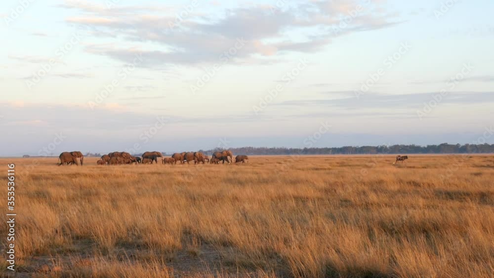 A herd of elephants walk through tall grass in Amboseli National Park at sunrise A herd of elephants walk through tall grass in Amboseli National Park at sunrise