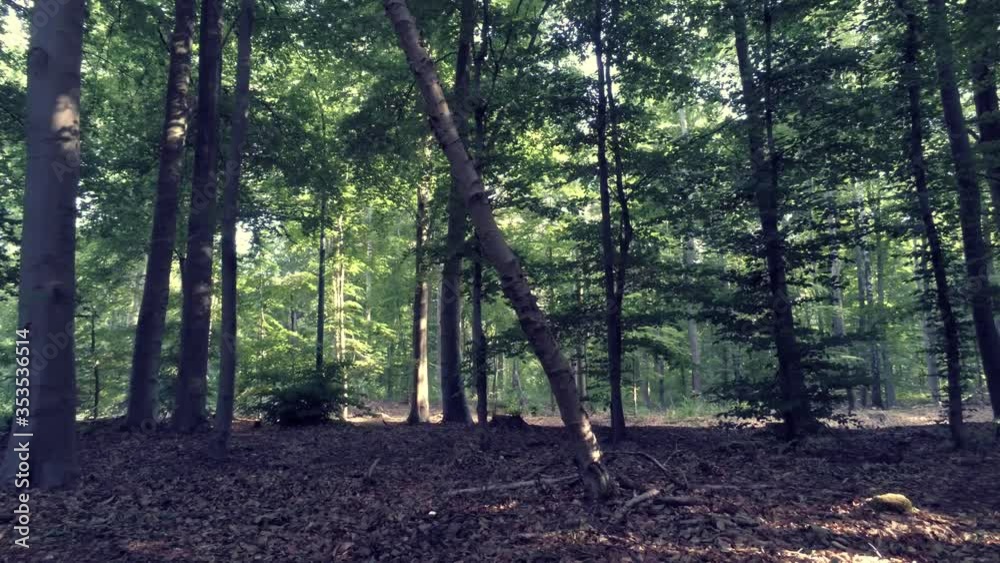 Tracking a lone black car speeding through a rural forest on a Sunday drive, fresh breeze, aerial Tracking a lone black car speeding through a rural forest on a Sunday drive, fresh breeze, aerial
