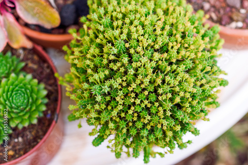 Cactus succulents outdoor natural background. Adorable succulent plant in summer garden. Top view. photo