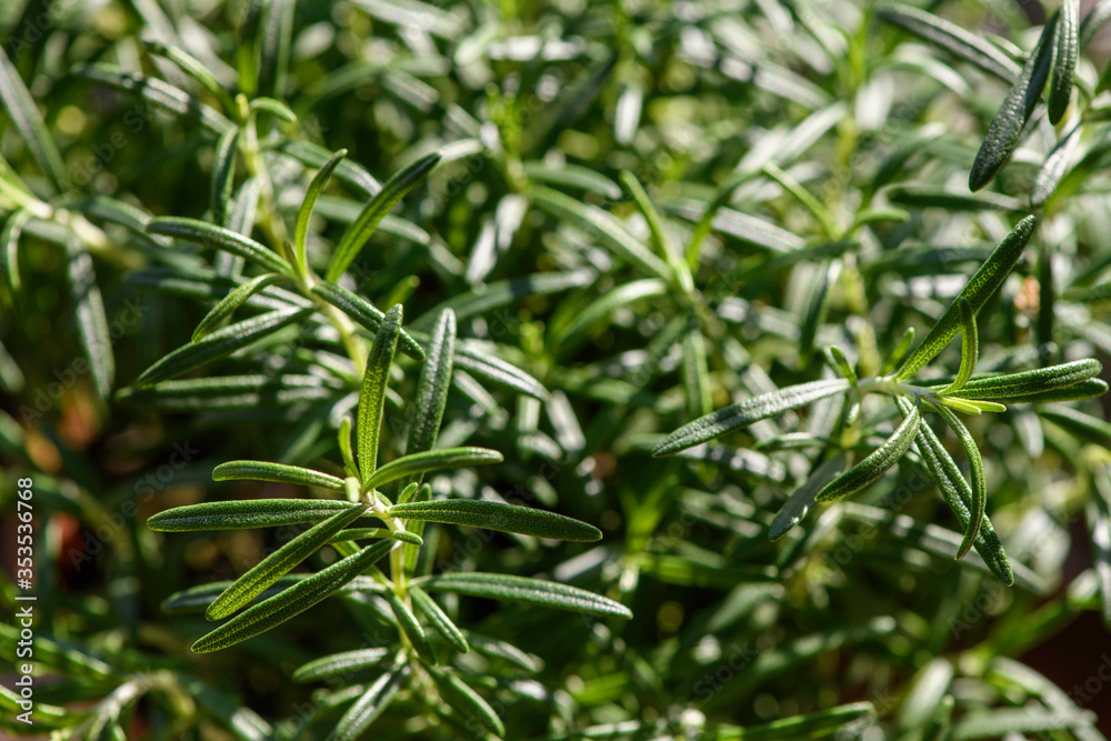 Rosemary plant as background