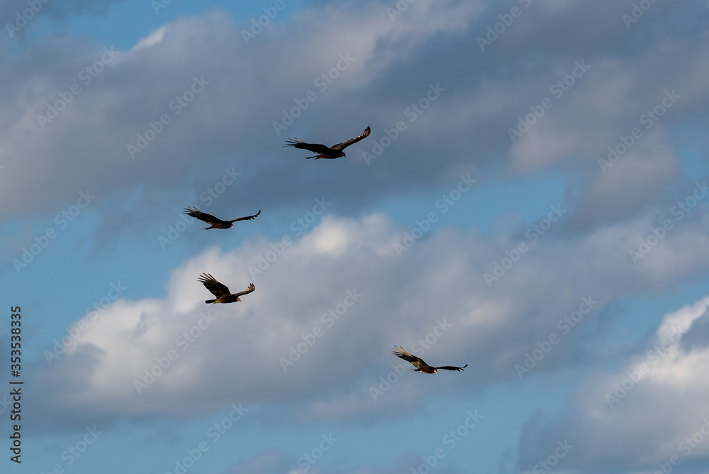 Turkey vulture, Cathartes aura, four birds in flight, Tulum beach, Mexico