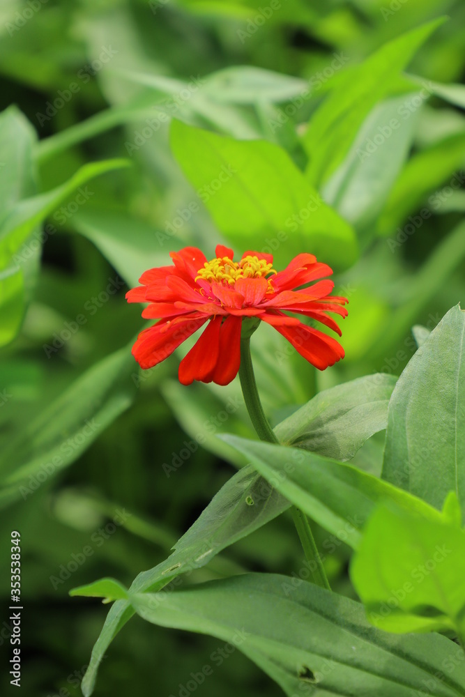 red flower in the garden red flower in the garden