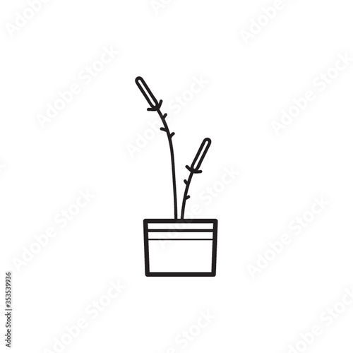 Potted plant