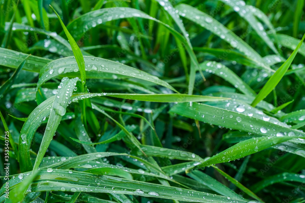  Grass, leaves with dews, waterdrops