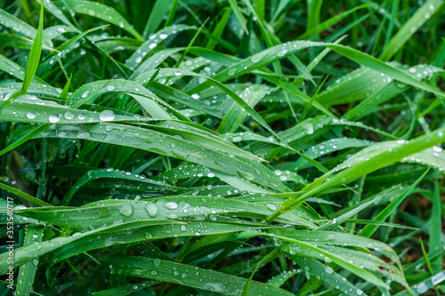  Grass, leaves with dews, waterdrops