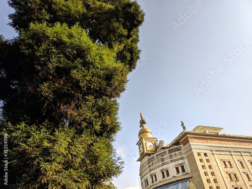 Beautiful Pine Tree. A pine is any conifer in the genus Pinus of the family Pinaceae. Pinus is the sole genus in the subfamily Pinoideae. photo
