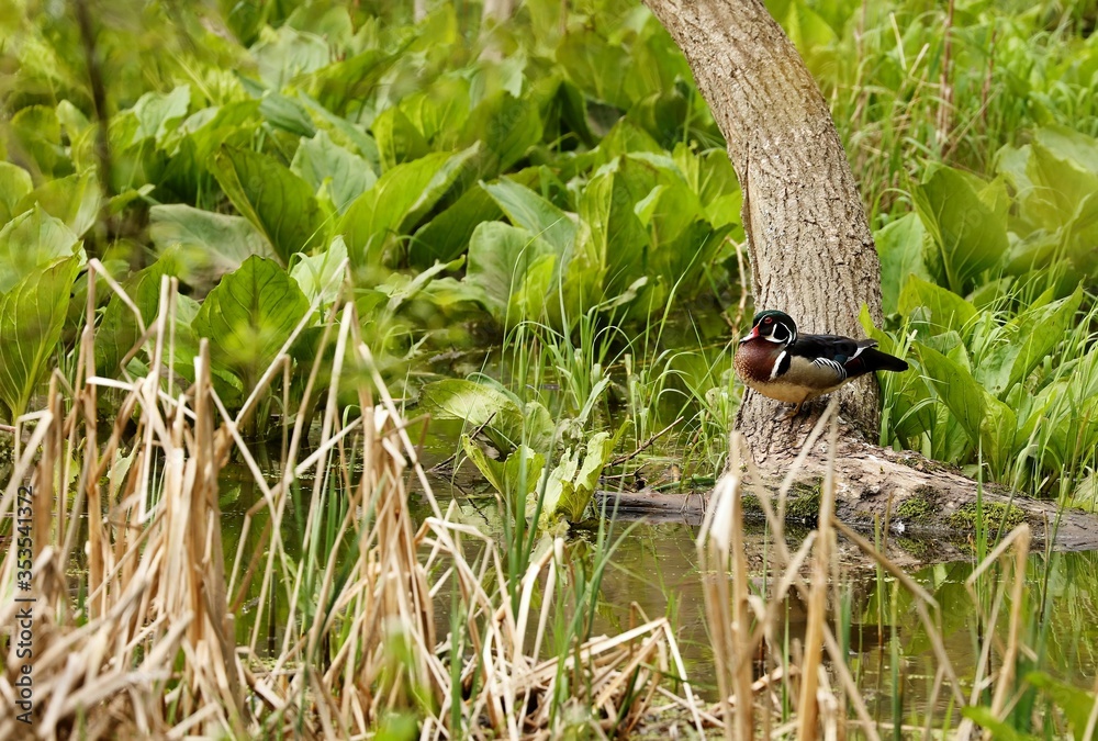 Duck. Wood duck, drake. Beautiful American duck.
Duck. Wood duck, drake. Beautiful American duck.