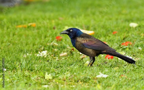 Common Grackle male on spring. Singing during breeding season. 