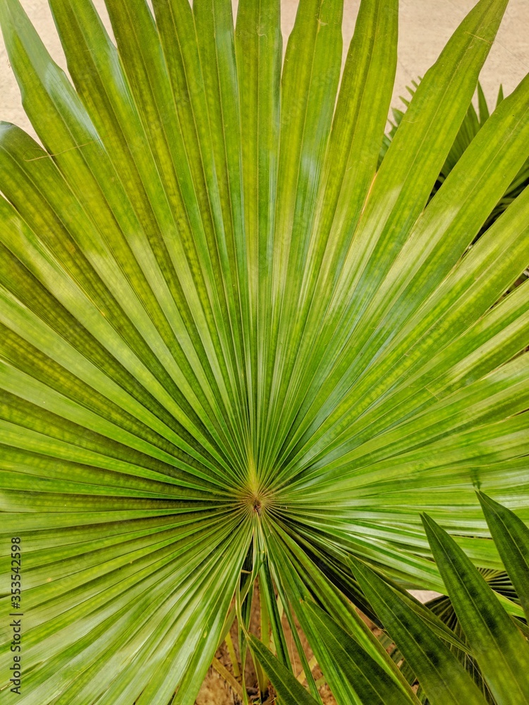 Sabal minor, commonly known as the dwarf palmetto, is a small species
