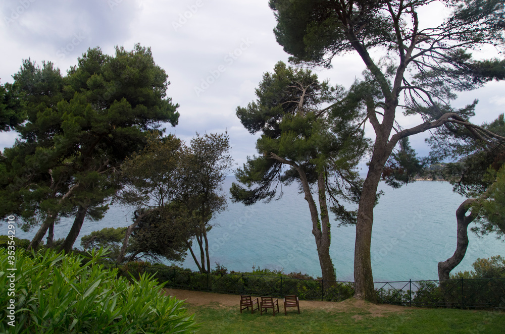 Coniferous trees on the Mediterranean coast Coniferous trees on the Mediterranean coast