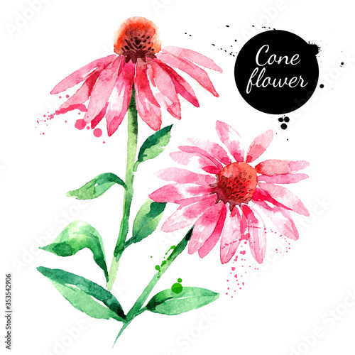 Hand drawn watercolor purple coneflower vector illustration. Painted sketch botanical herbs isolated on white background