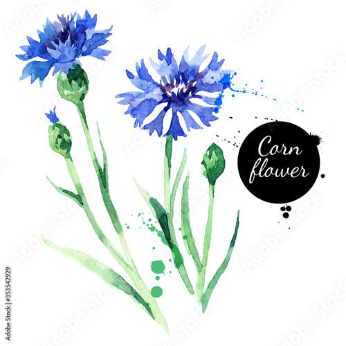 Hand drawn watercolor cornflower vector illustration. Painted sketch botanical herbs isolated on white background photo