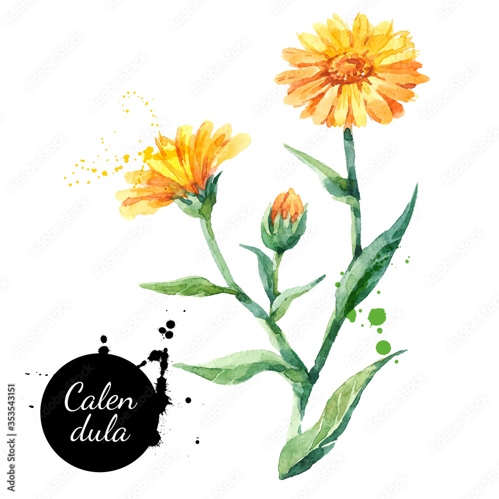 Hand drawn watercolor calendula flower illustration. Vector painted sketch botanical herbs isolated on white background - obrazy, fototapety, plakaty 
