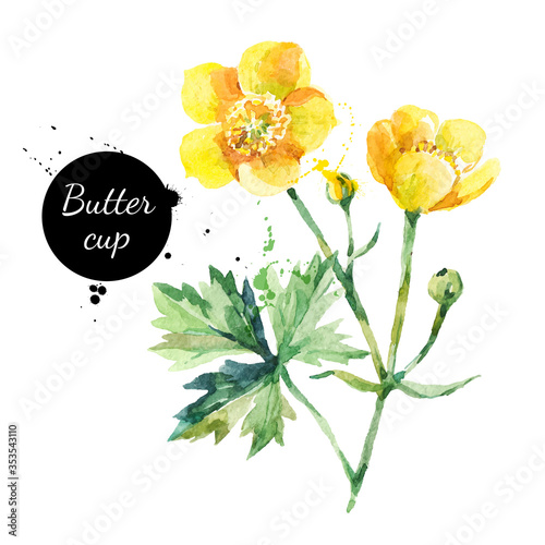 Hand drawn watercolor yellow buttercup flower illustration. Vector painted sketch botanical herbs isolated on white background photo