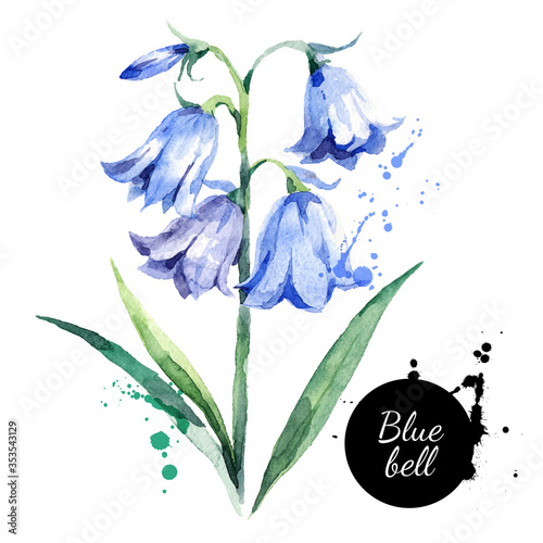 Hand drawn watercolor bluebell flower illustration. Vector painted bellflower sketch botanical herbs isolated on white background photo