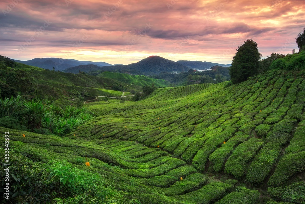 Tea plantation, Cameron highlands, malaysia