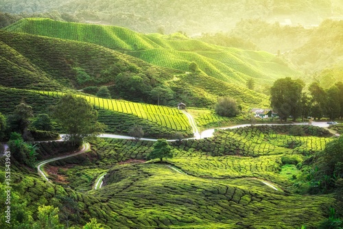 Tea plantation, Cameron highlands, malaysia photo