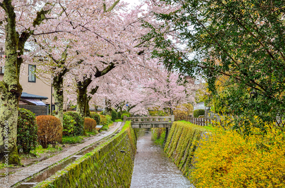 京都の哲学の道